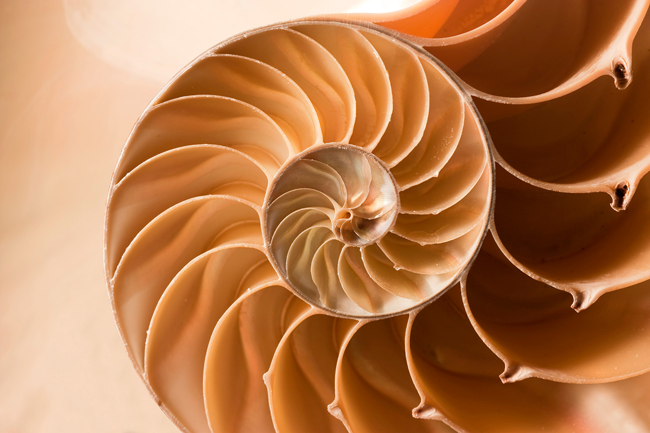 Nautilus shell