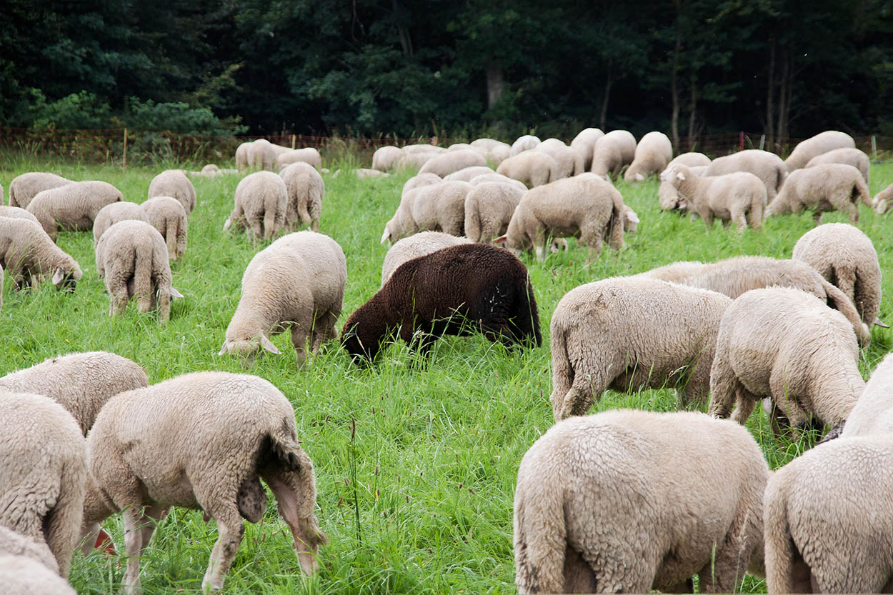 Group of white sheeps and 1 black sheep