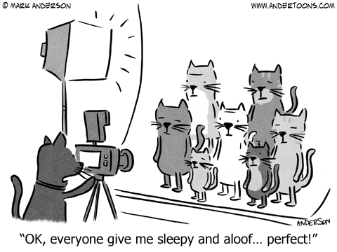 Cat Cartoon.